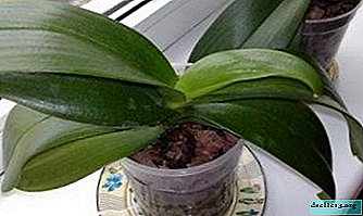 The structure, color and number of orchid leaves, as well as care and possible problems