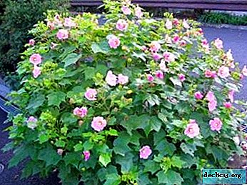 "Crazy rose" or hibiscus mutable: description and photo, features of reproduction and care of the flower