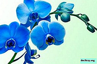Hemmeligheten bak den blå orkideen: har naturen en blå tone til denne blomsten? Hvordan male hjemme? Fotoknopper