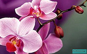 The technology for compiling and processing a plant passport using the example of an indoor orchid flower