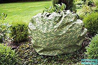 Warm clothing for the plant: is it necessary to cover the rhododendron for the winter in harsh Russian conditions? - Garden plants