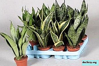 Mother-in-law's language in your house: Sansevieria three-way