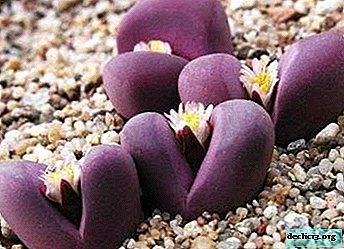 The intricacies of lithops: home care