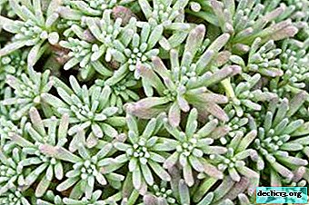 The subtleties of care, growing from seeds and planting sedum "Lizard"