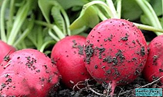 The subtleties of growing radishes in a greenhouse