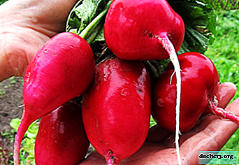 Top varieties of large radish: what to choose for growing in different conditions? Feature and photo