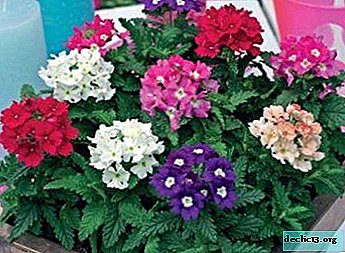 Hybrid herbaceous plant for open ground verbena: description, photo and care