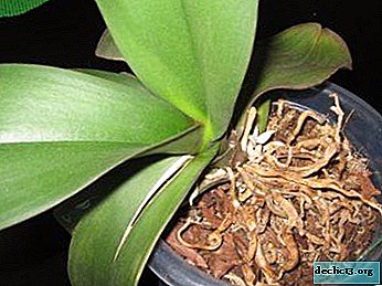 Orchidee laat scheurtjes achter - waarom gebeurt dit en hoe help je de plant?