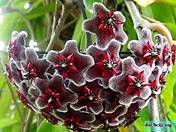 Invitado tropical en nuestros hogares Hoya compacta - foto, descripción, los matices de la atención