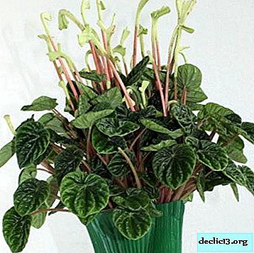 Tropical beauty - wrinkled peperomia. Flower Description, Care Tips