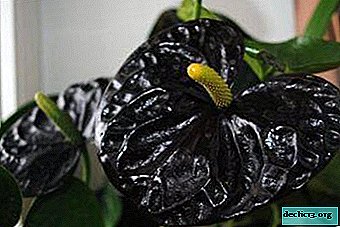 Tropical extravagant Anthurium Black: description and photo of varieties, care and reproduction