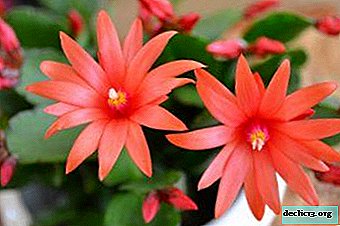 The tropical cactus in your home is ripsalidopsis. Description of the flower, its types and features of care