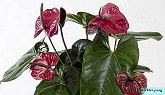 Tropical handsome Anthurium Utah: how to take care of a flower at home?