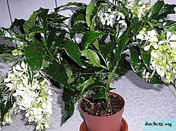 Tropical guapo Clerodendrum Prospero: descripción, foto, matices de cuidado
