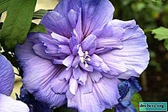 Atogrąžų augalas - Sirijos hibiscus Blue Chiffon. Aprašymas, tinkamumas ir priežiūra