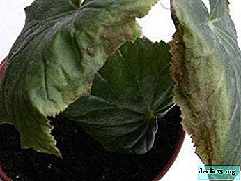 Begonia a des feuilles et des fleurs séchées: pourquoi cela se produit-il et que faire?