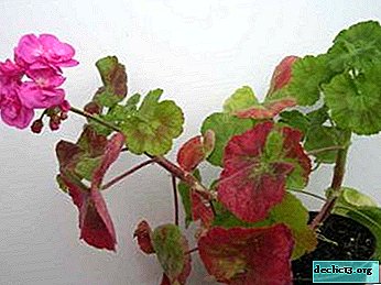 ゼラニウムの葉が赤くなる理由とそれが何であるかの考えられる理由 温度体制の違反 浸水 何をすべきか 予防 ホーム植物