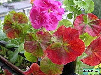 At room geraniums the leaves turn red and dry: why this happens, the main reasons, prevention, proper care