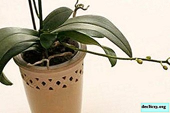 An orchid flower stalk turns yellow: why is this happening and what to do?