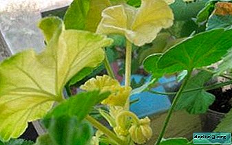 Does your pelargonium turn yellow leaves? Find out why this is happening and how to deal with it!