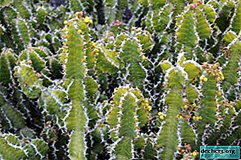 Euphorbia incroyable - instructions de soins à domicile, photo d'usine