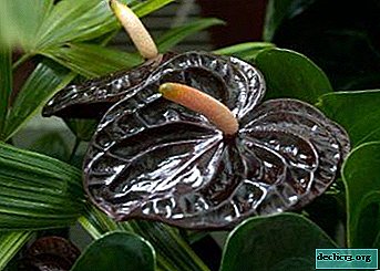 Uma fantasia incrível dos criadores é a planta Anthurium Black Queen. Descrição das características de flores e cuidados