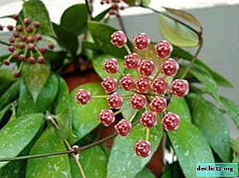 Hoya Gracilis מדהים: שיטות גידול, טיפול וצילום של הפרח