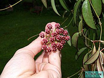 Wunderschönes Hoya von Vayeti - was für eine Pflanze ist das und wie sieht es auf dem Foto aus?