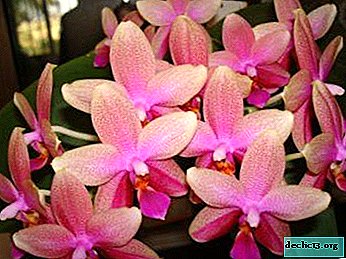 Erstaunliche Orchidee Phalaenopsis Liodoro: Foto, Aussehen und Funktionen