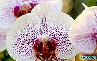 L'incroyable orchidée Phalaenopsis: soins à domicile