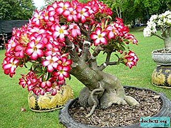 Amazing "desert rose" - adenium: Terry, Mini, Anuk and other varieties for growing indoors
