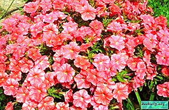 Neverjetno cvetje Ramblin petunias: kako saditi in skrbeti za to rastlino ampel?