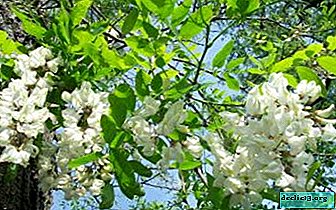 Erstaunliche heilende Eigenschaften von Akazienblüten