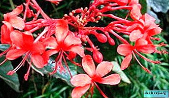 Amazing flower - the most beautiful clerodendrum. Description and rules of care