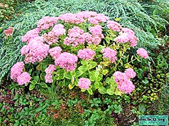 Amazing grade of sedum prominent with the beautiful name "Diamond": description and content tips