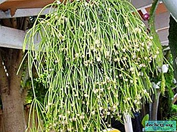 Incredibile succulenta perenne - Ripsalis peloso e altre specie, varietà. Descrizione e regole per la cura