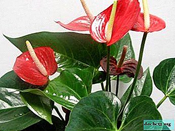 Engrais pour anthurium (bonheur masculin): comment se nourrir et comment choisir une plante de luxe
