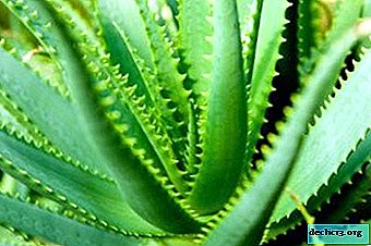 Fertilizing a houseplant correctly: how to feed aloe at home?