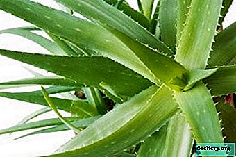 We care with love: how to water aloe properly?
