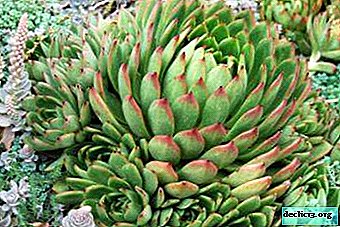 We care for echeveria agave in the home correctly