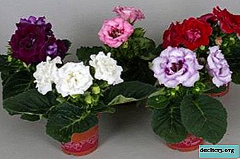 Care and growing indoor plants - gloxinia hybrid