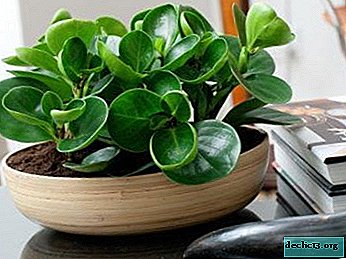 Care, reproduction and cultivation of stupiferous peperomia at home and in the garden