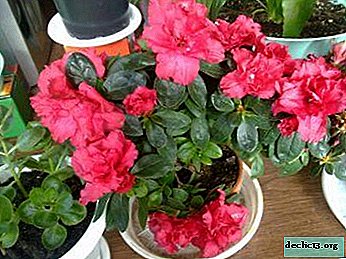Azalea care at home after purchase