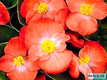 Care for evergreen begonias: how to grow a herbaceous plant indoors and in open ground?