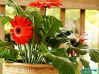 Care for home gerberas in pots and methods of resuscitation of plants