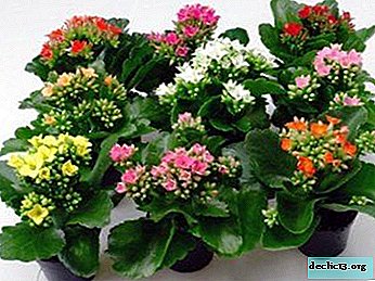Skrb za cvetenje Kalanchoe - nasveti, kako narediti to rastlino cveteti doma