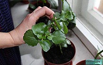 Cuidando de Kalanchoe em casa - como fazer um transplante de planta?