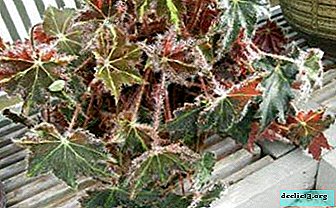 Omsorg för inomhusväxter - lönnlövad begonia