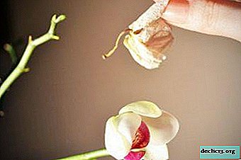 Nega za orhideje in kaj storiti, potem ko zacveti?