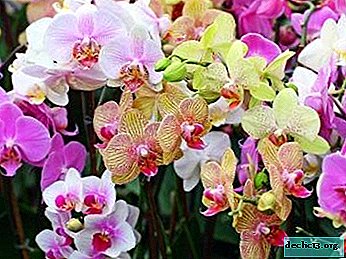 Orchid care at home and how to plant it?
